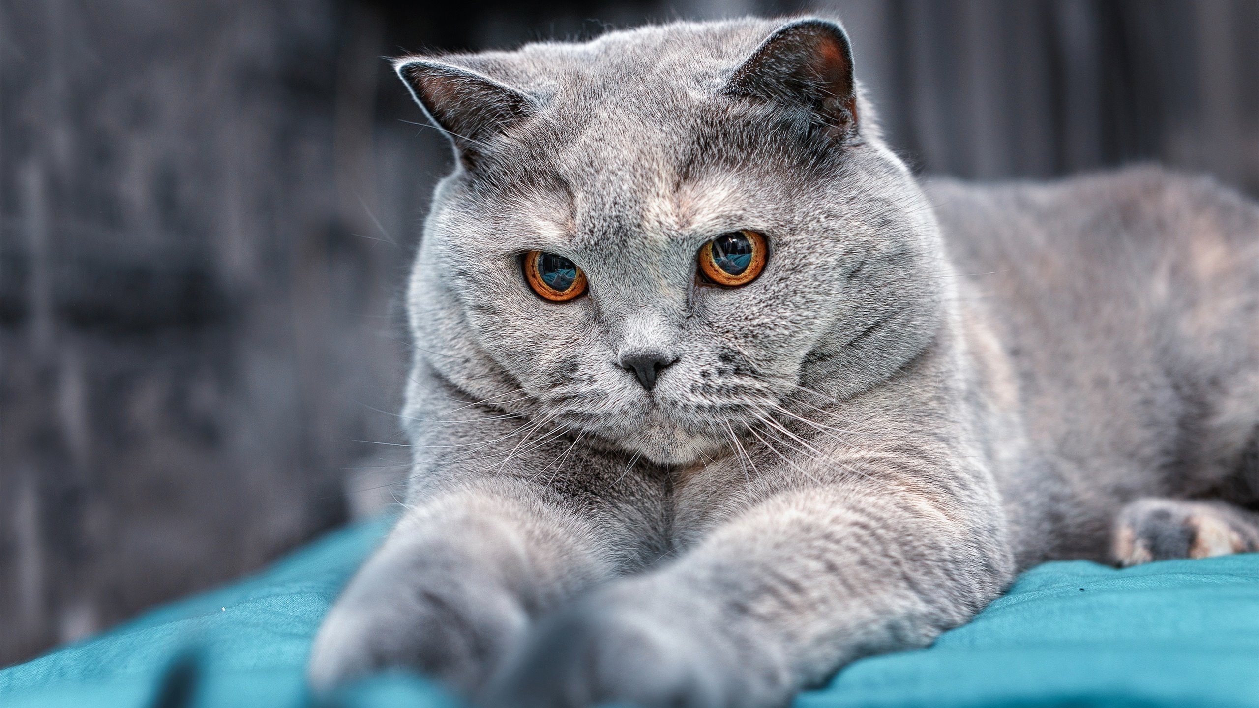 Kaiyun APP-斯图加特逆转逼平对手，斯图加特二队